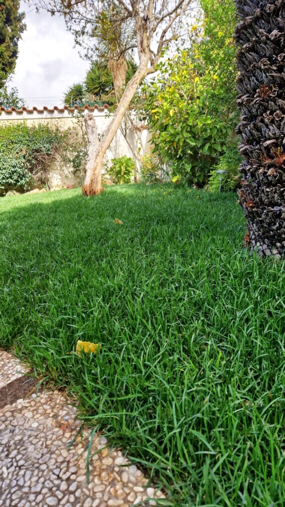 Prato verde con alberi e arbusti nel giardino.