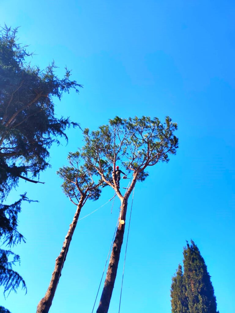 Albero e operatore che esegue la potatura su una palma alta.