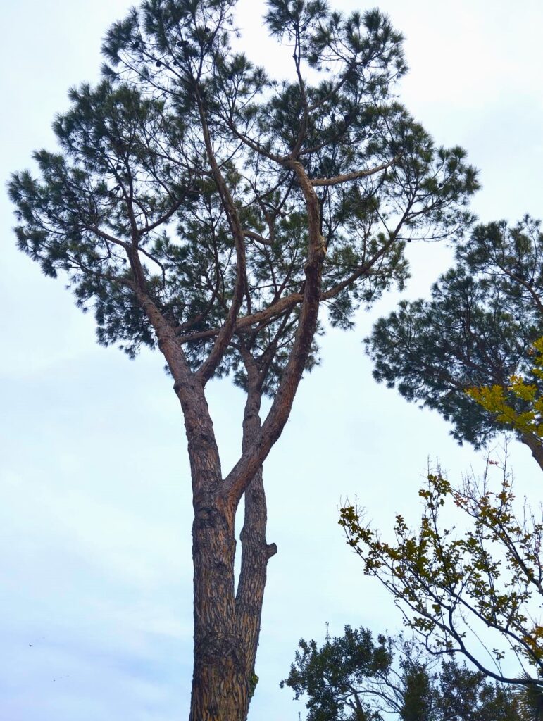 Albero alto nel giardino